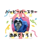 シーズ犬ラッキー2（個別スタンプ：23）