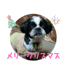 シーズ犬ラッキー2（個別スタンプ：24）