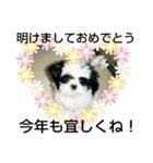 シーズ犬ラッキー2（個別スタンプ：25）