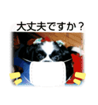 シーズ犬ラッキー2（個別スタンプ：26）