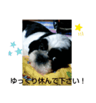 シーズ犬ラッキー2（個別スタンプ：30）