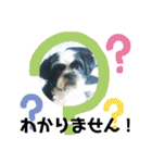 シーズ犬ラッキー2（個別スタンプ：35）