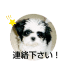 シーズ犬ラッキー2（個別スタンプ：37）