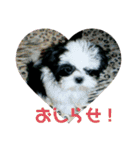 シーズ犬ラッキー2（個別スタンプ：38）