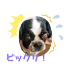 シーズ犬ラッキー2（個別スタンプ：40）