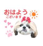 シーズー小豆9（個別スタンプ：1）