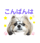 シーズー小豆9（個別スタンプ：3）