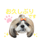 シーズー小豆9（個別スタンプ：5）