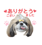 シーズー小豆9（個別スタンプ：7）