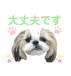 シーズー小豆9（個別スタンプ：8）