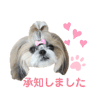 シーズー小豆9（個別スタンプ：10）