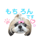シーズー小豆9（個別スタンプ：11）