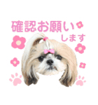 シーズー小豆9（個別スタンプ：13）