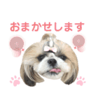 シーズー小豆9（個別スタンプ：14）