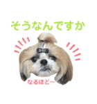 シーズー小豆9（個別スタンプ：16）