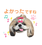 シーズー小豆9（個別スタンプ：17）