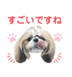 シーズー小豆9（個別スタンプ：18）