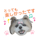 シーズー小豆9（個別スタンプ：23）