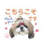 シーズー小豆9（個別スタンプ：28）