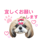 シーズー小豆9（個別スタンプ：29）