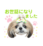 シーズー小豆9（個別スタンプ：31）