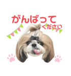 シーズー小豆9（個別スタンプ：32）