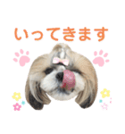 シーズー小豆9（個別スタンプ：33）
