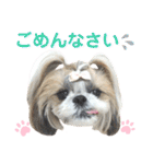 シーズー小豆9（個別スタンプ：36）