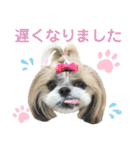 シーズー小豆9（個別スタンプ：37）