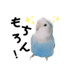 コザクラインコの空ちゃん with lovers 2（個別スタンプ：1）