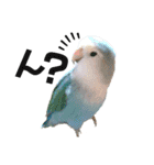 コザクラインコの空ちゃん with lovers 2（個別スタンプ：3）