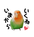 コザクラインコの空ちゃん with lovers 2（個別スタンプ：8）