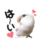 コザクラインコの空ちゃん with lovers 2（個別スタンプ：11）