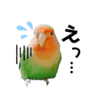 コザクラインコの空ちゃん with lovers 2（個別スタンプ：12）