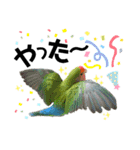 コザクラインコの空ちゃん with lovers 2（個別スタンプ：17）