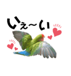 コザクラインコの空ちゃん with lovers 2（個別スタンプ：18）