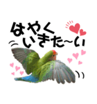 コザクラインコの空ちゃん with lovers 2（個別スタンプ：20）
