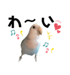 コザクラインコの空ちゃん with lovers 2（個別スタンプ：22）