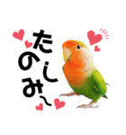 コザクラインコの空ちゃん with lovers 2（個別スタンプ：26）