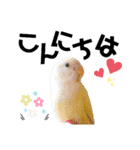 コザクラインコの空ちゃん with lovers 2（個別スタンプ：29）