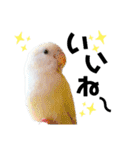 コザクラインコの空ちゃん with lovers 2（個別スタンプ：30）
