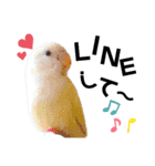コザクラインコの空ちゃん with lovers 2（個別スタンプ：31）