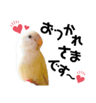 コザクラインコの空ちゃん with lovers 2（個別スタンプ：32）