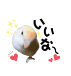 コザクラインコの空ちゃん with lovers 2（個別スタンプ：33）