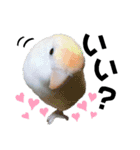 コザクラインコの空ちゃん with lovers 2（個別スタンプ：36）