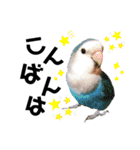 コザクラインコの空ちゃん with lovers 2（個別スタンプ：39）