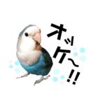 コザクラインコの空ちゃん with lovers 2（個別スタンプ：40）