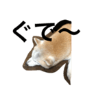 キュートな柴犬（個別スタンプ：1）