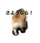 キュートな柴犬（個別スタンプ：2）