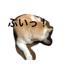 キュートな柴犬（個別スタンプ：3）